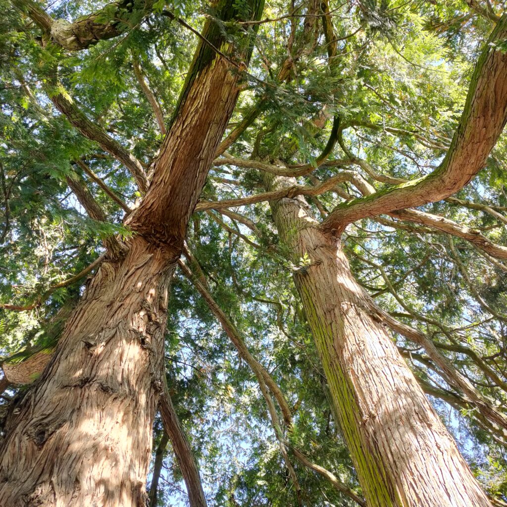 Balade patrimoine arboré Bio-Éco - vignette