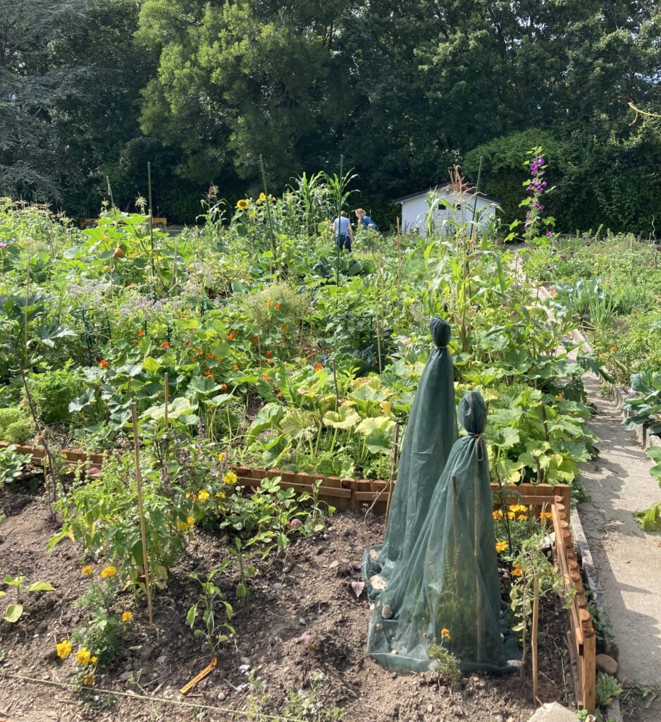 Potager Bio-éco 3 Bio-Eco · conseil et stratégie
