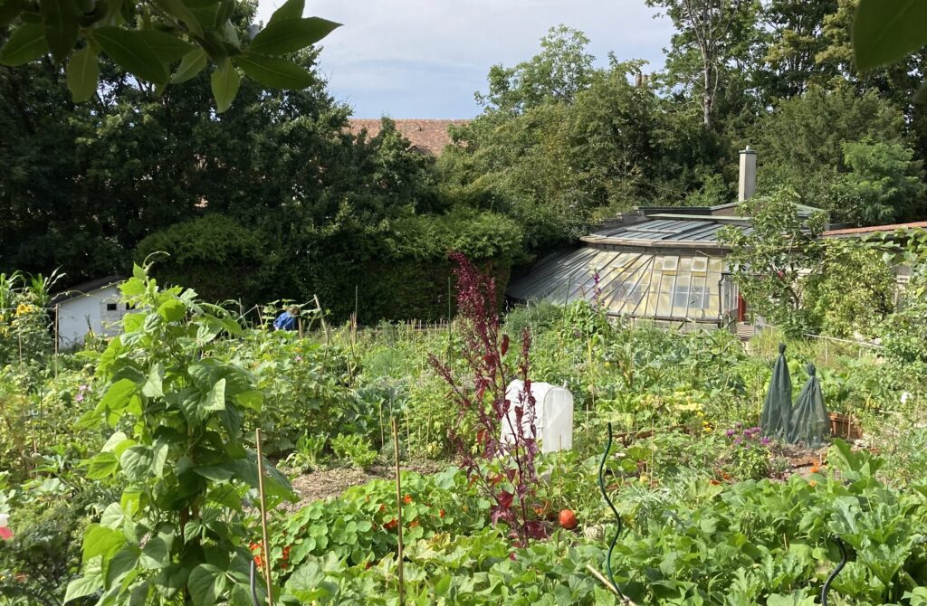 Potager Bio-éco Vignette Bio-Eco · conseil et stratégie